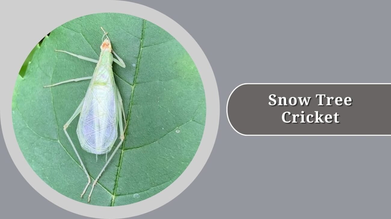 Snow Tree Cricket
