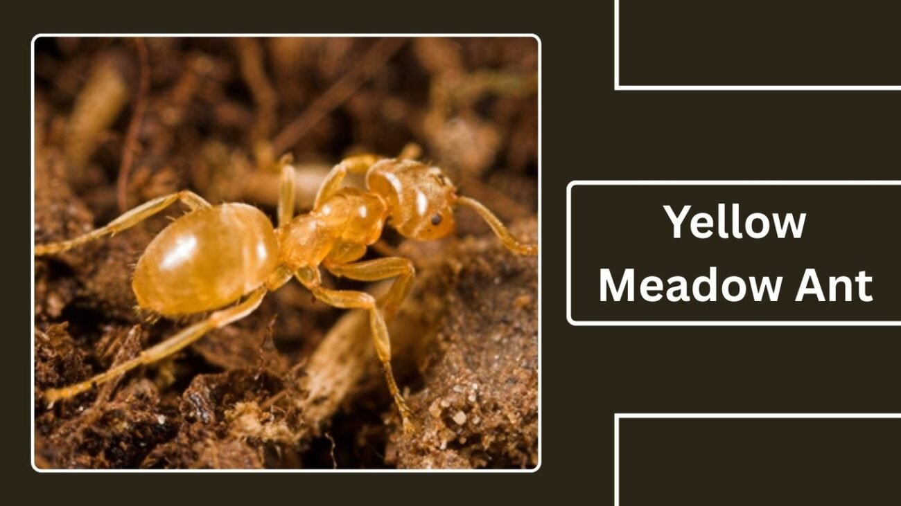 Yellow Meadow Ant