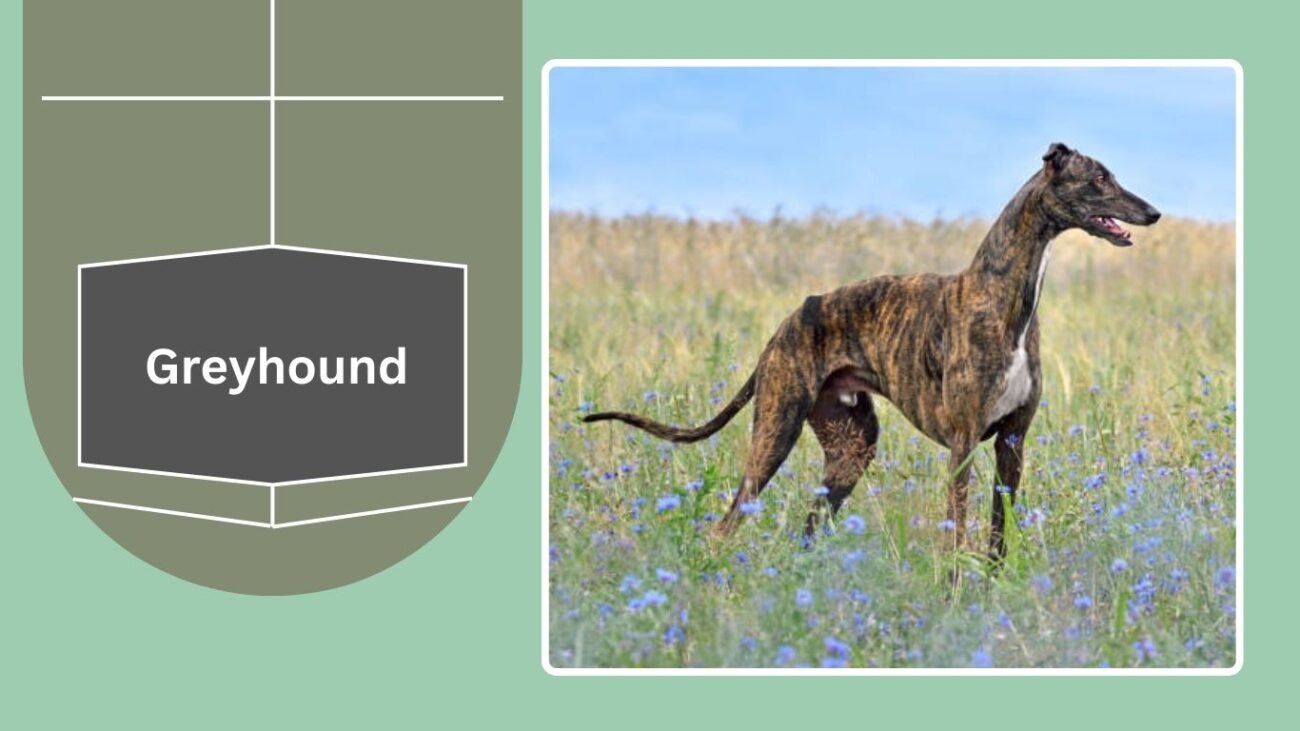 Greyhound