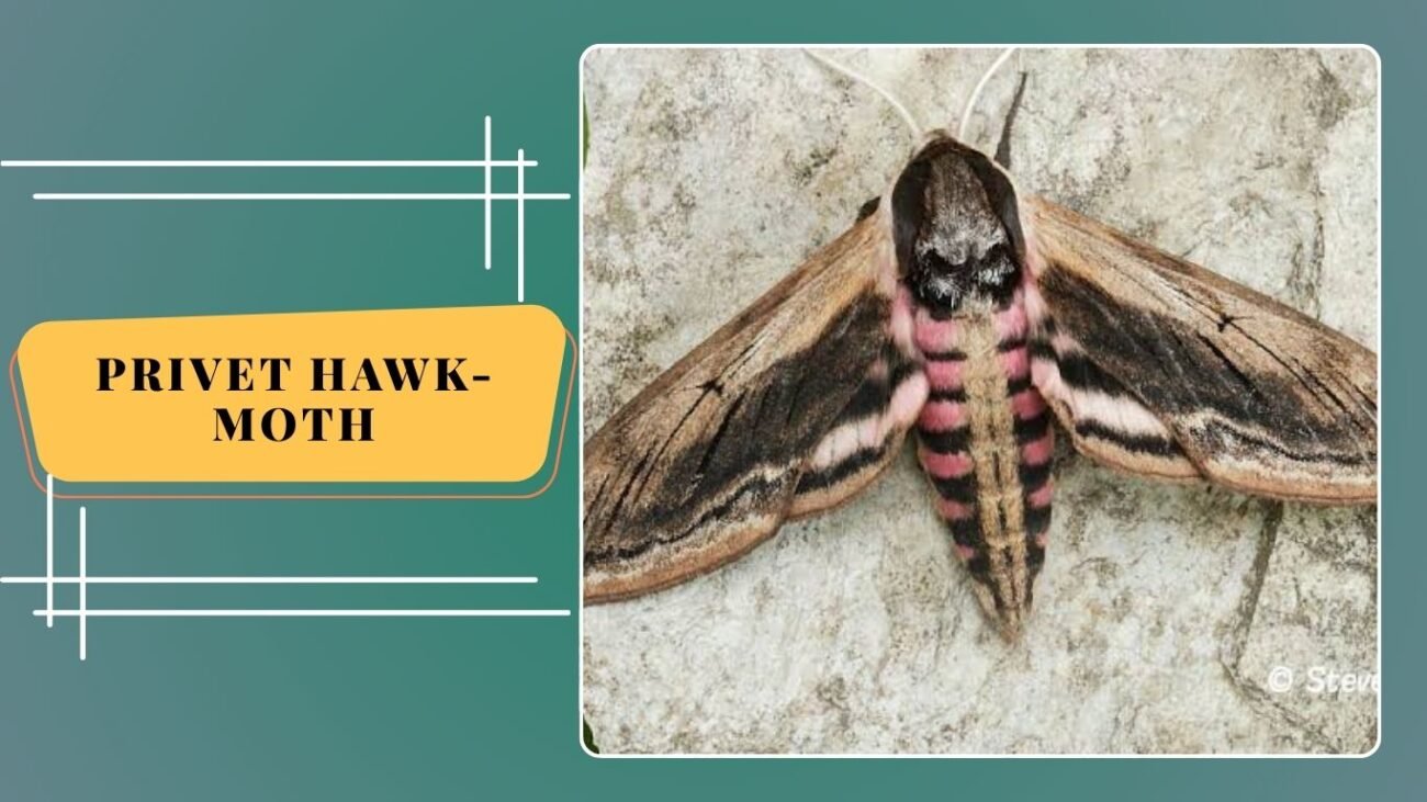  Privet Hawk-Moth (Sphinx ligustri)