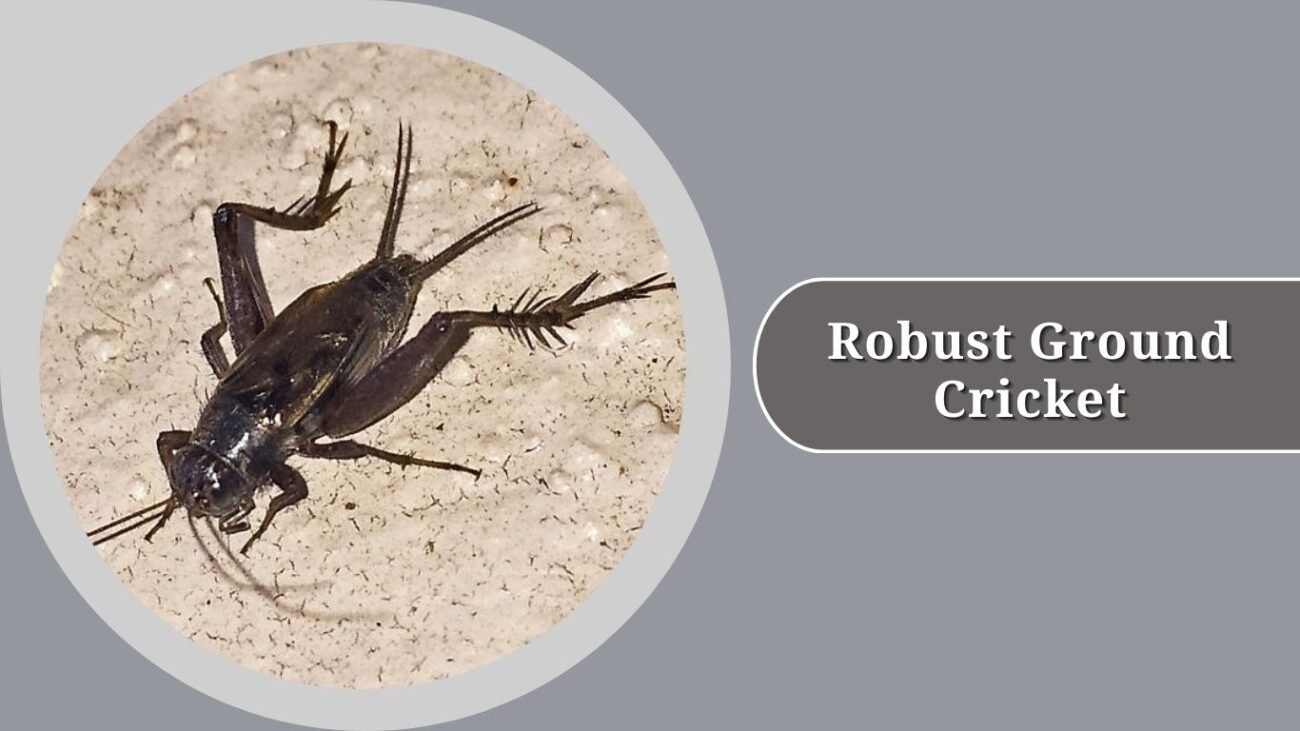 Robust Ground Cricket