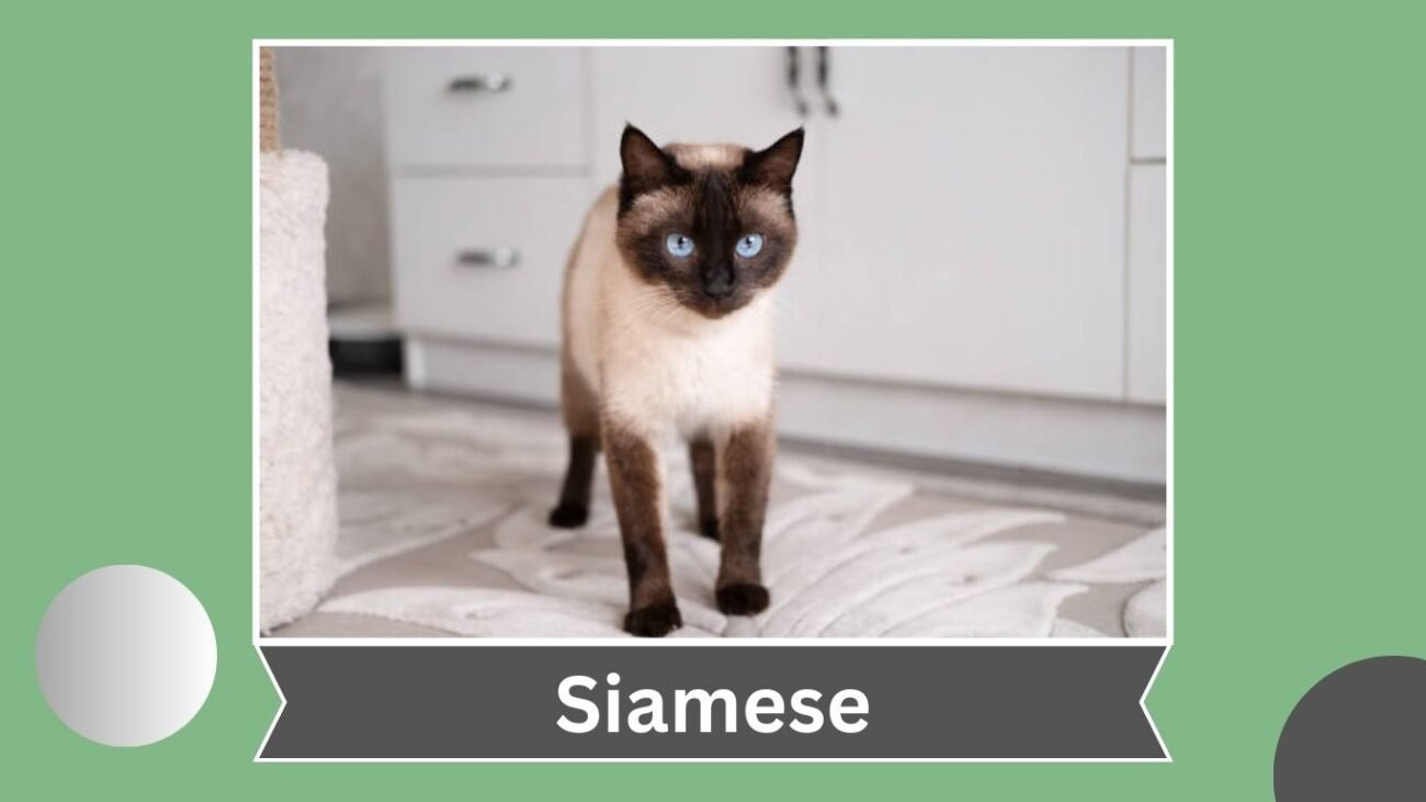 Siamese