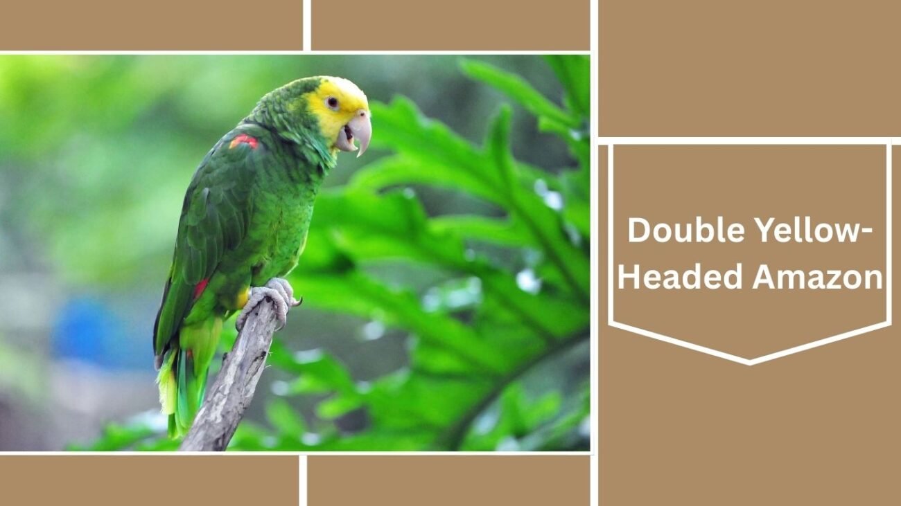 Double Yellow-Headed Amazon