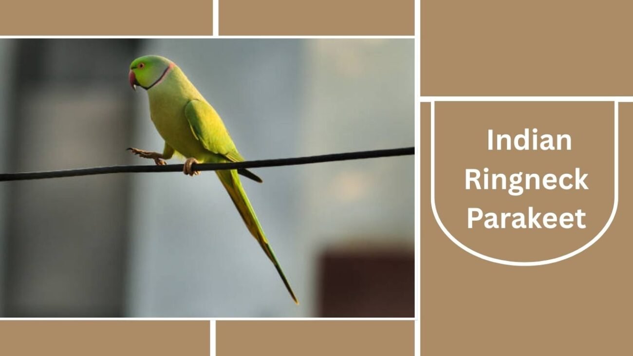 Indian Ringneck Parakeet