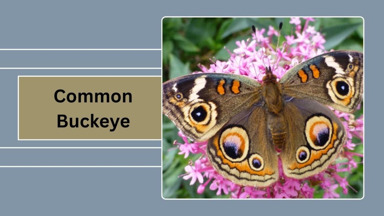 Common Buckeye