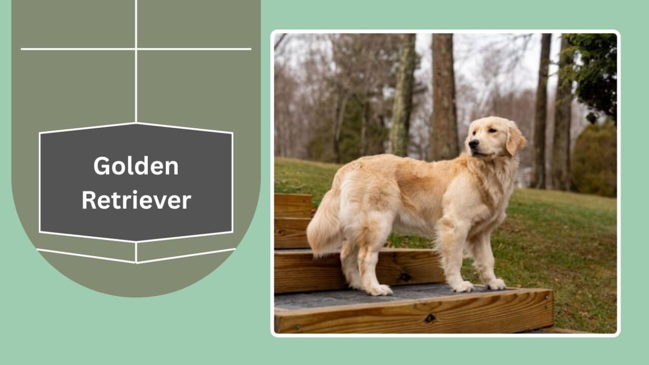 Golden Retriever