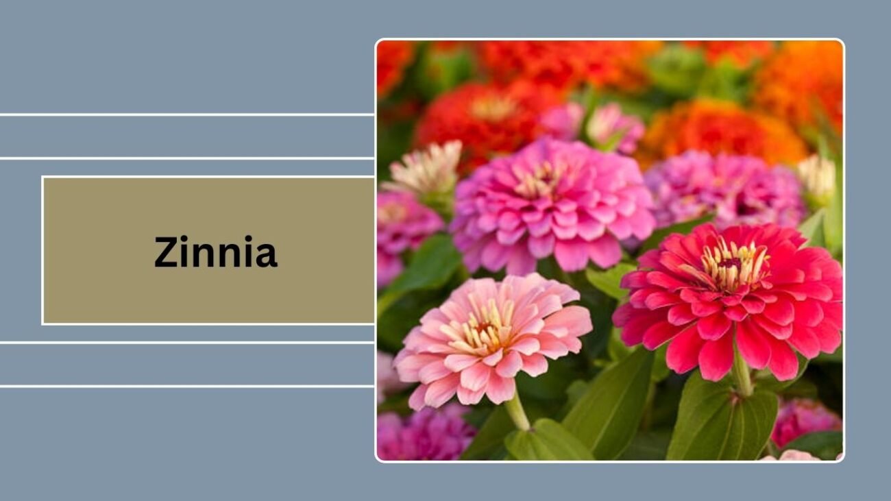Zinnia
