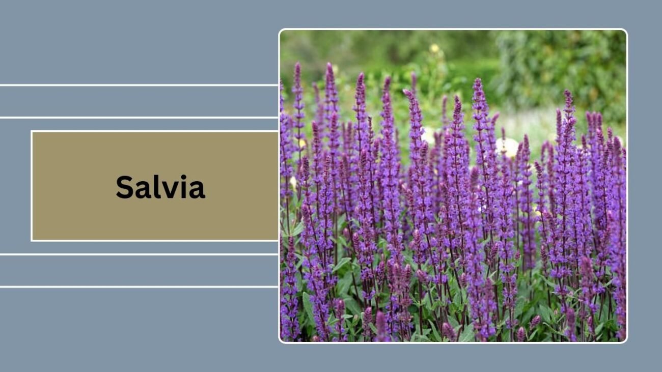 Salvia