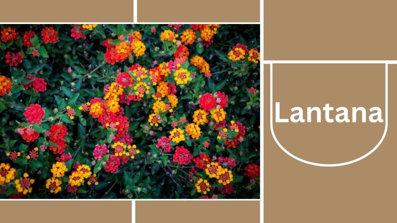 Lantana