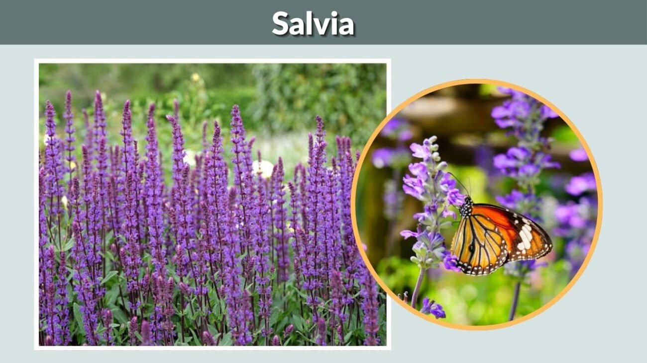  Salvia