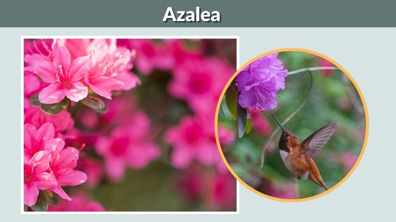 Azalea