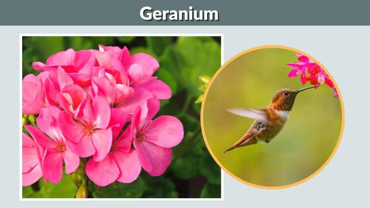 Geranium