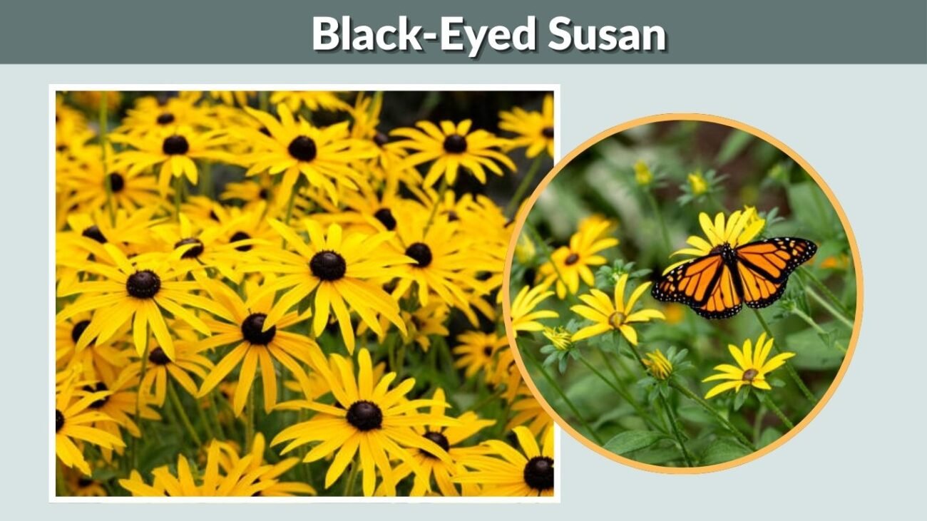 Black-Eyed Susan (Rudbeckia)