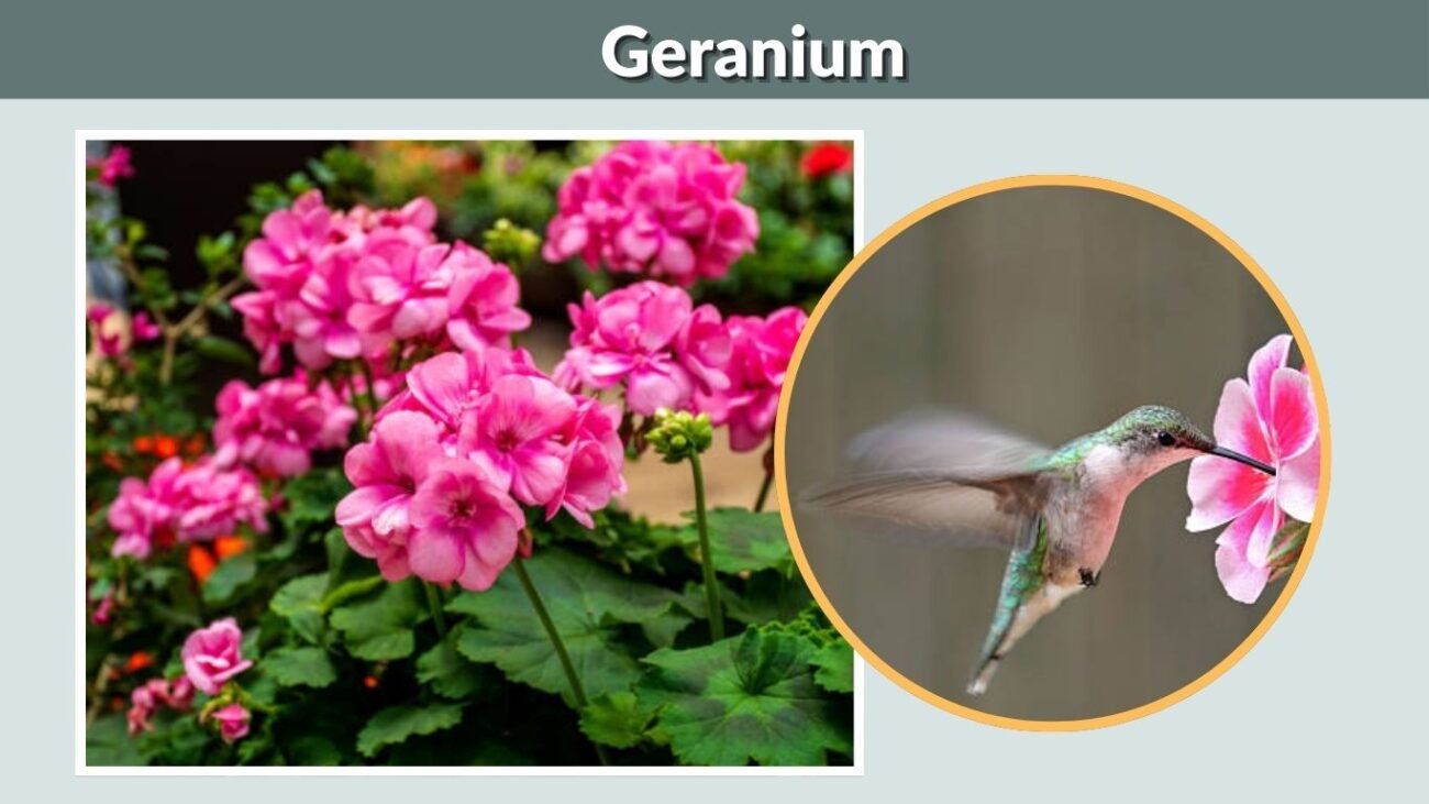 Geranium