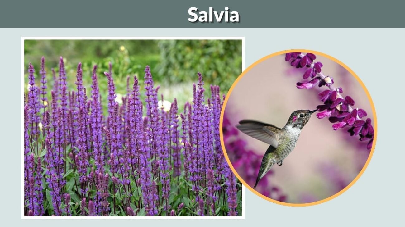 Salvia