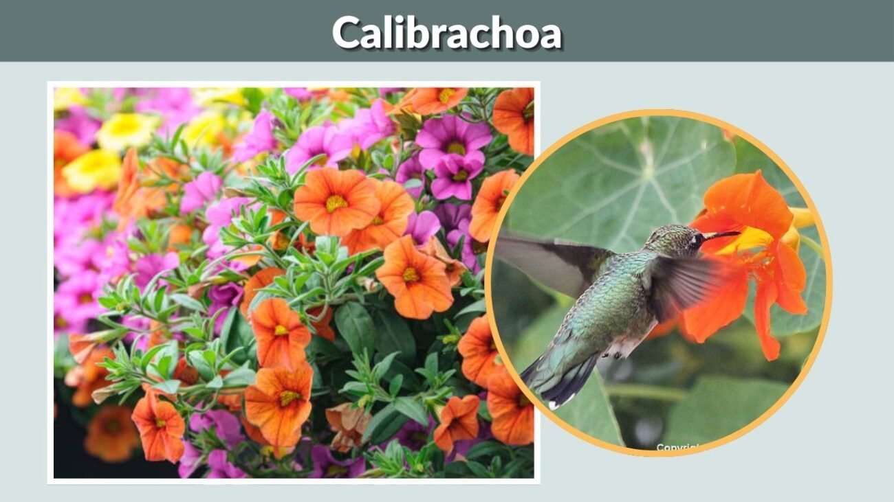 Calibrachoa (Million Bells)