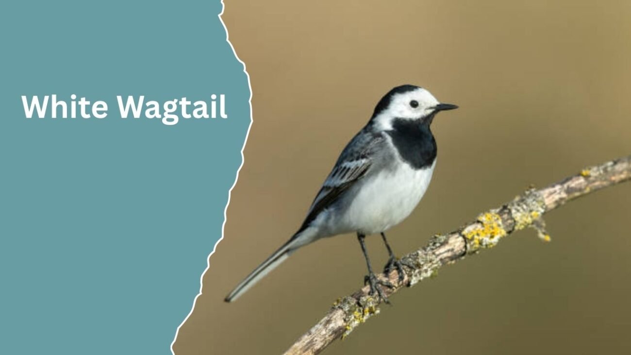 White Wagtail