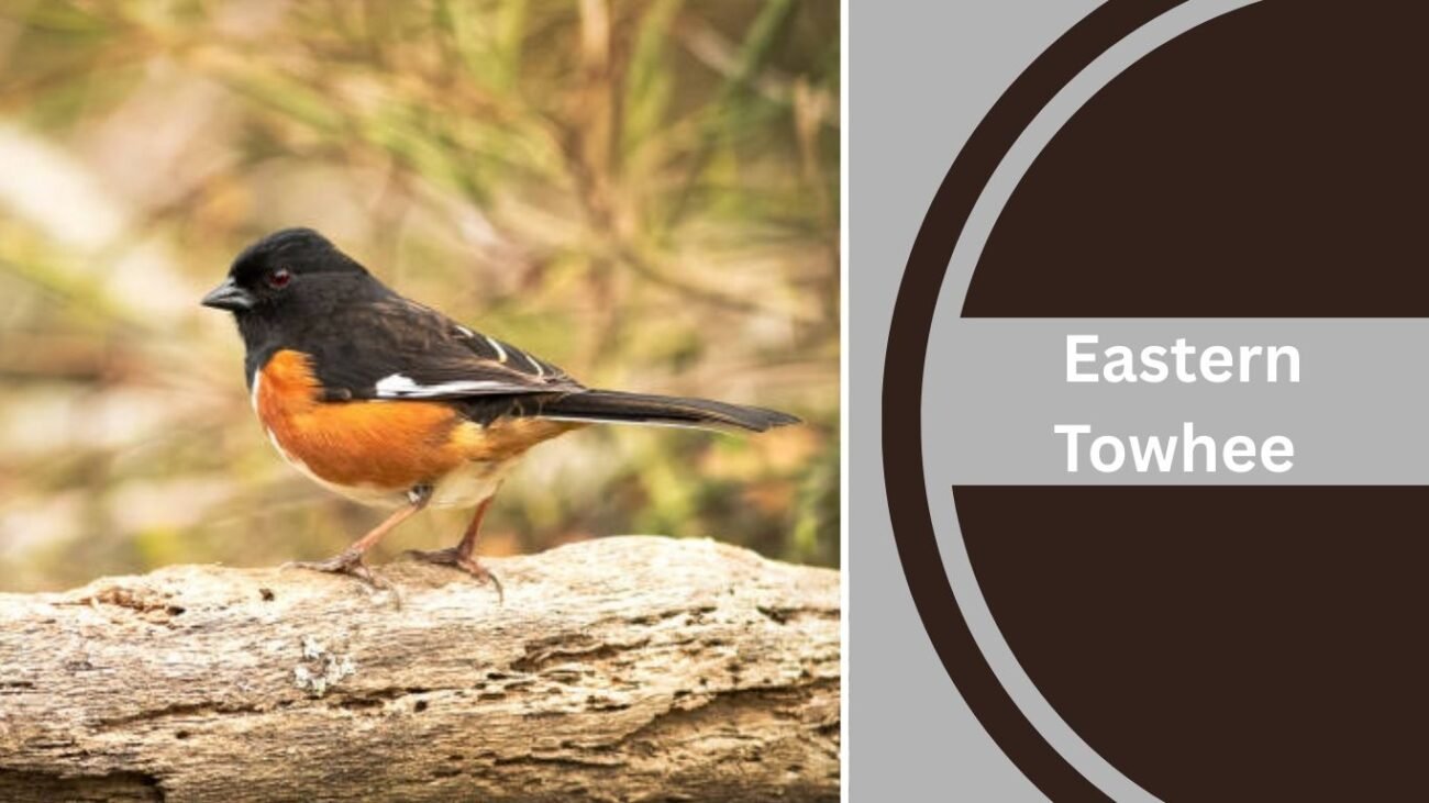  Eastern Towhee
