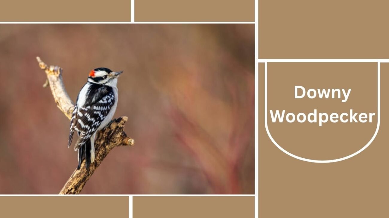 Downy Woodpecker