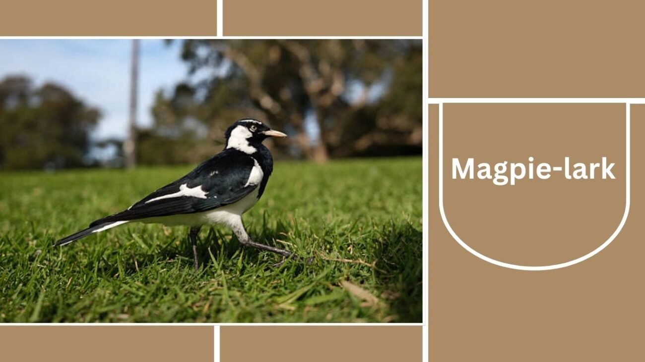 Magpie-lark
