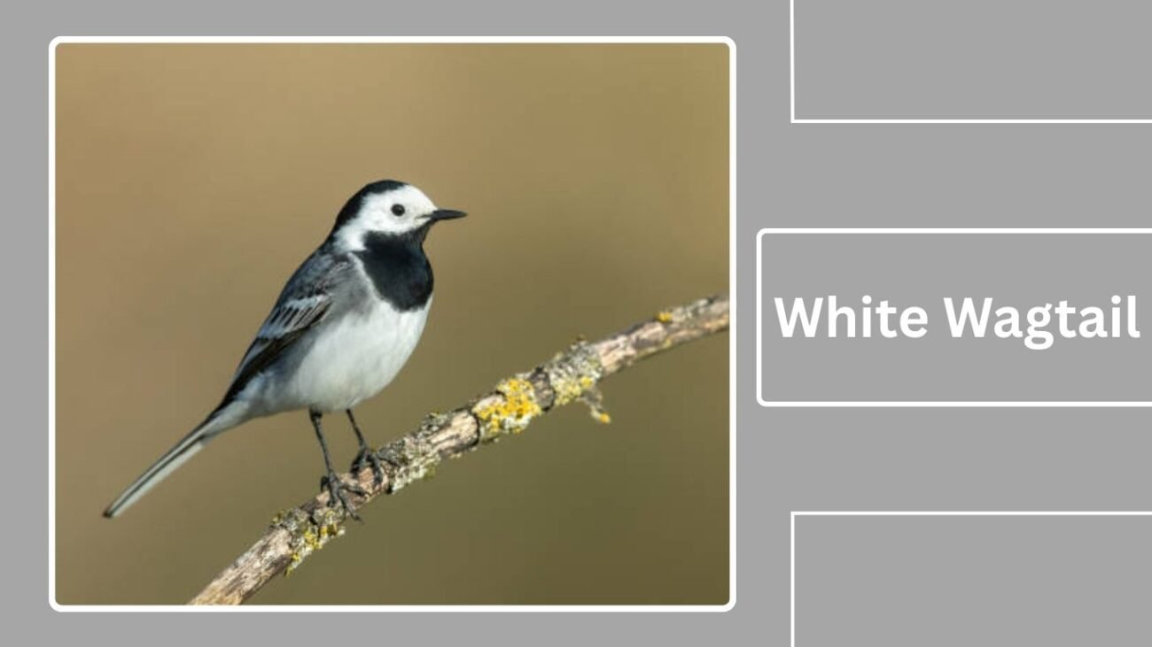 White Wagtail