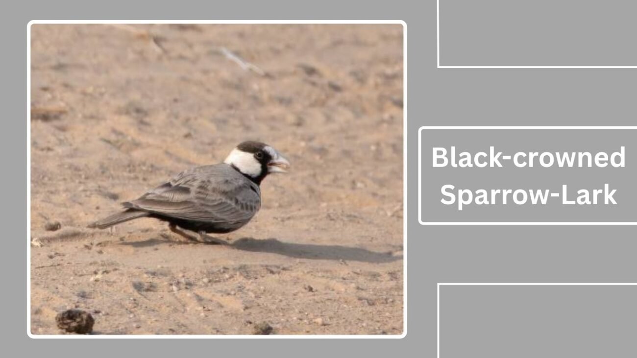 Black-crowned Sparrow-Lark