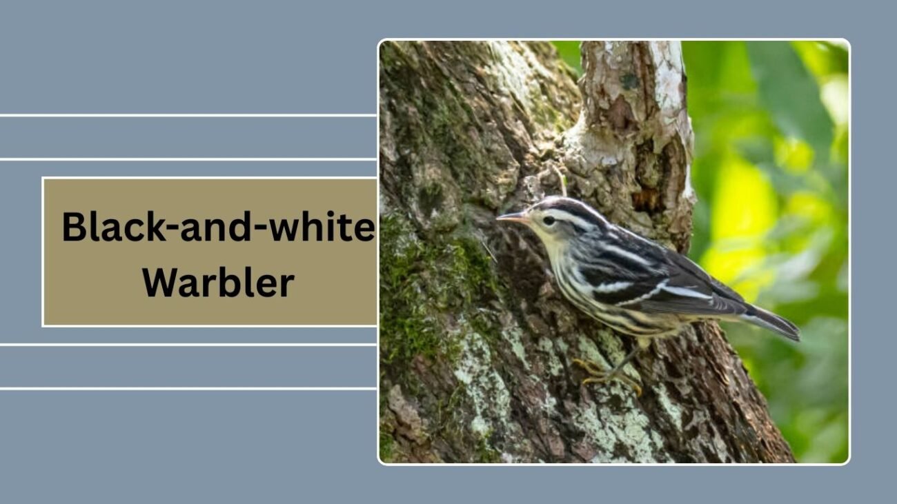 Black-and-white Warbler