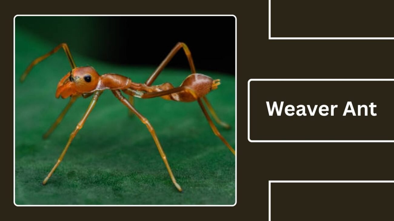 Weaver Ant