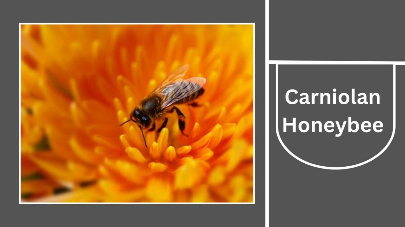 Carniolan Honeybee (Apis mellifera carnica)