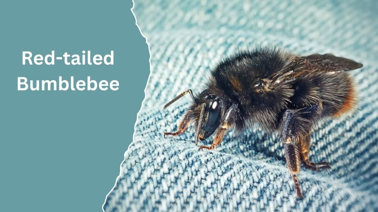 Red-tailed Bumblebee (Bombus lapidarius)