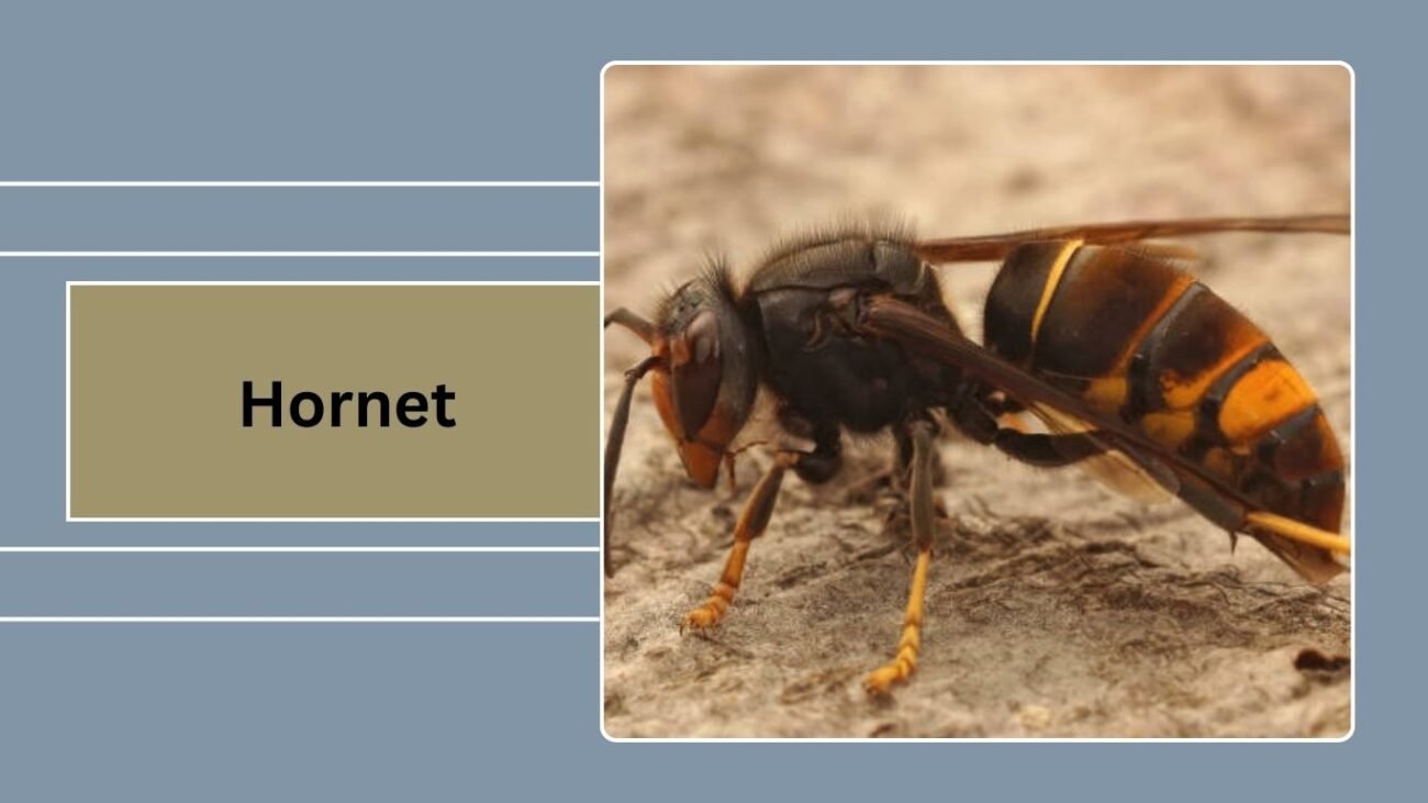 Hornet