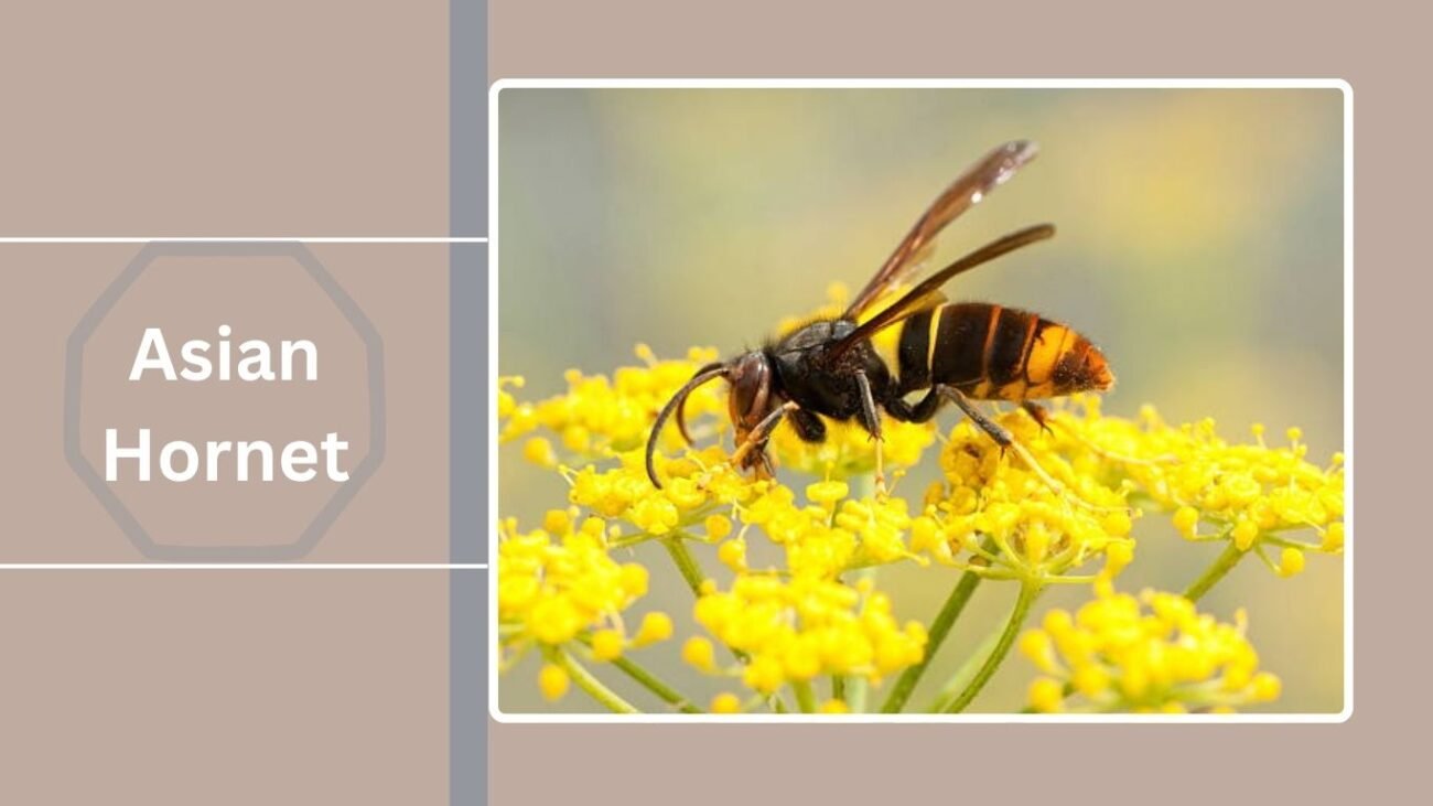 Asian Hornet (Vespa velutina)