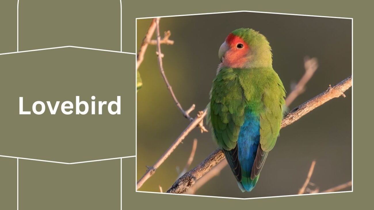 Lovebird