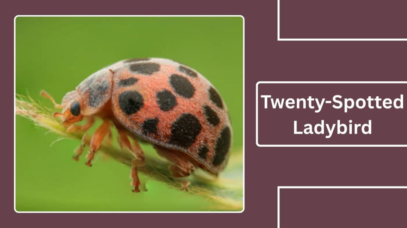 Twenty-Spotted Ladybird (Psyllobora vigintimaculata)