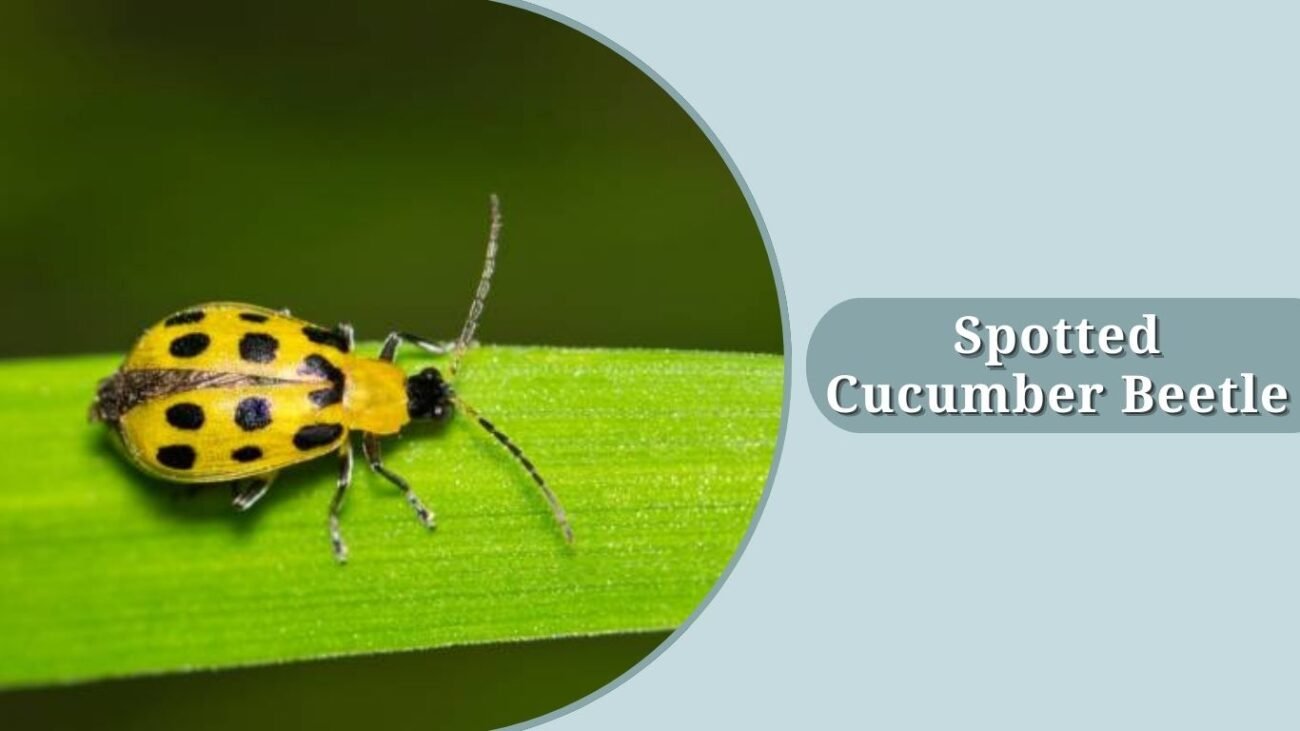 Spotted Cucumber Beetle