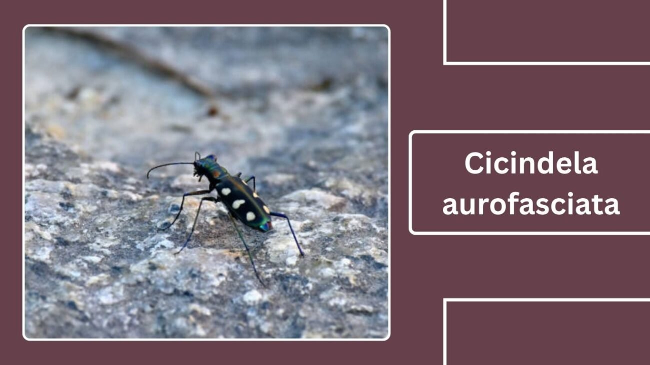 Cicindela aurofasciata