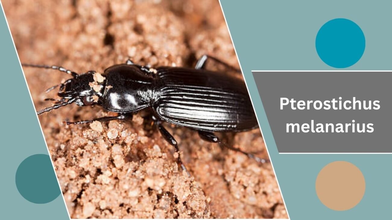 Pterostichus melanarius