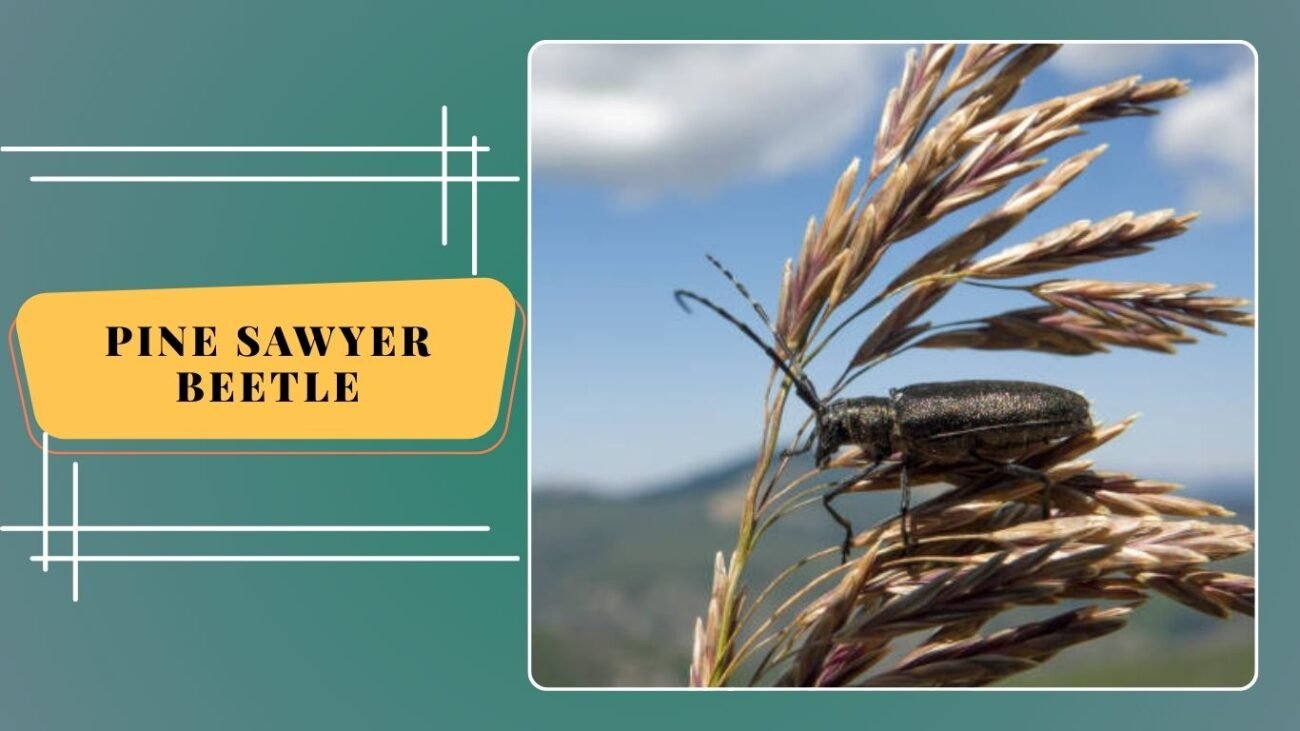 Pine Sawyer Beetle