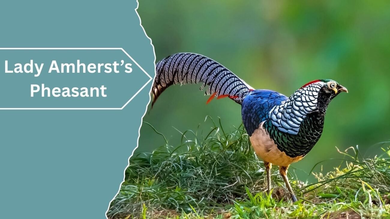 Lady Amherst’s Pheasant