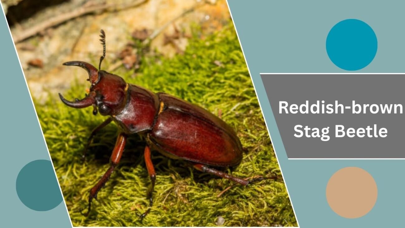 Reddish-brown Stag Beetle