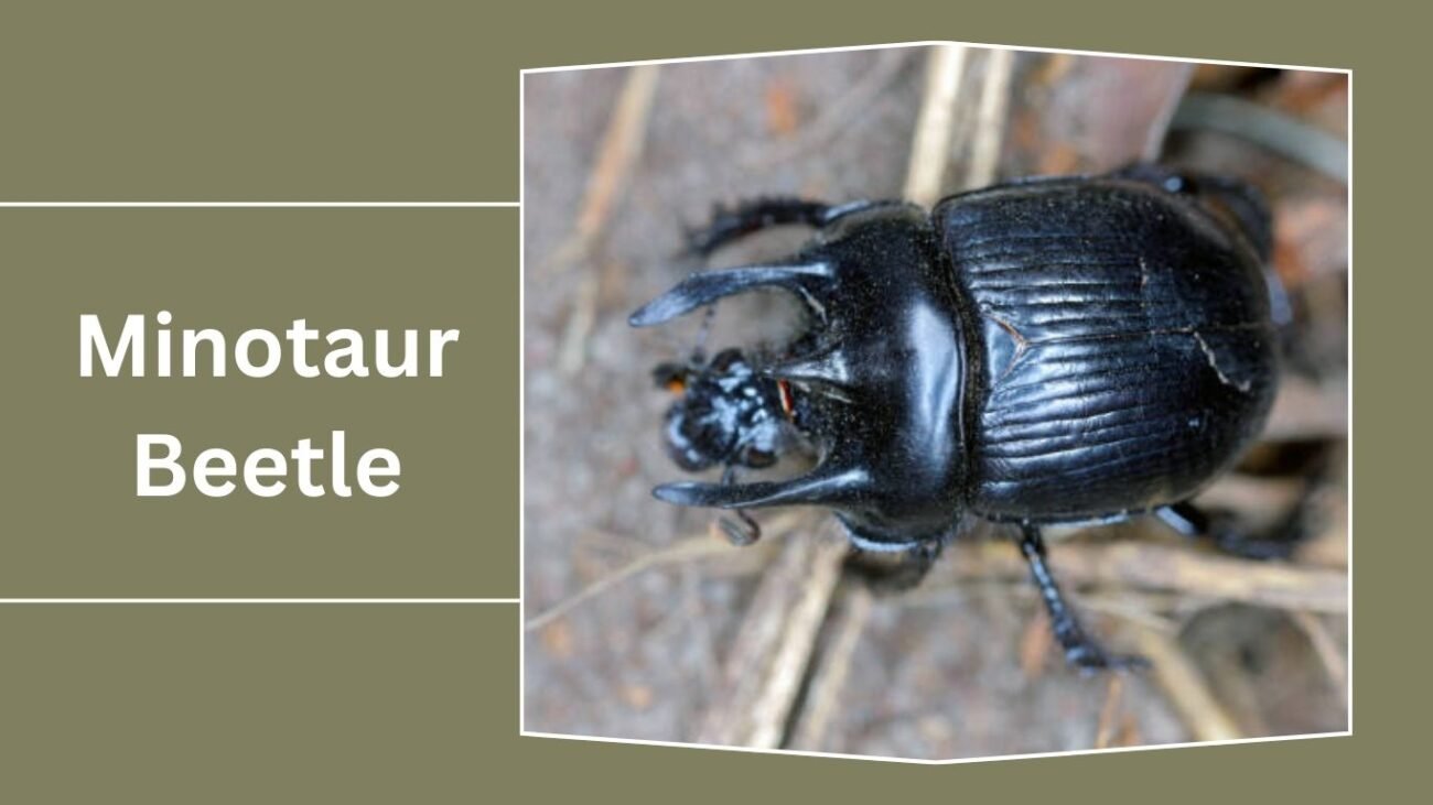 Minotaur Beetle