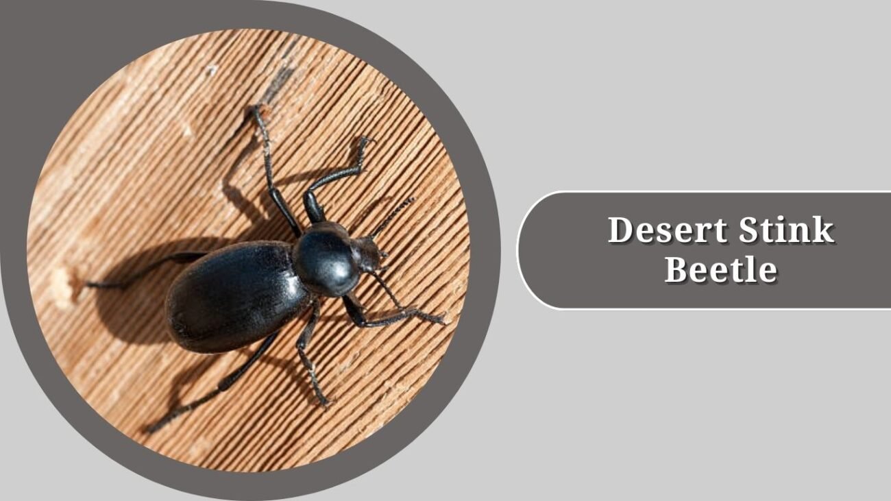 Desert Stink Beetle