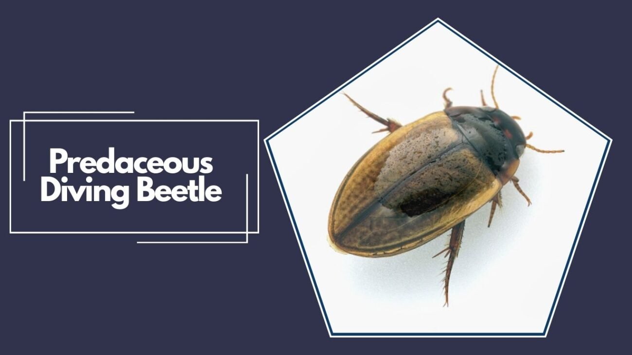  Predaceous Diving Beetle (Cybister fimbriolatus)