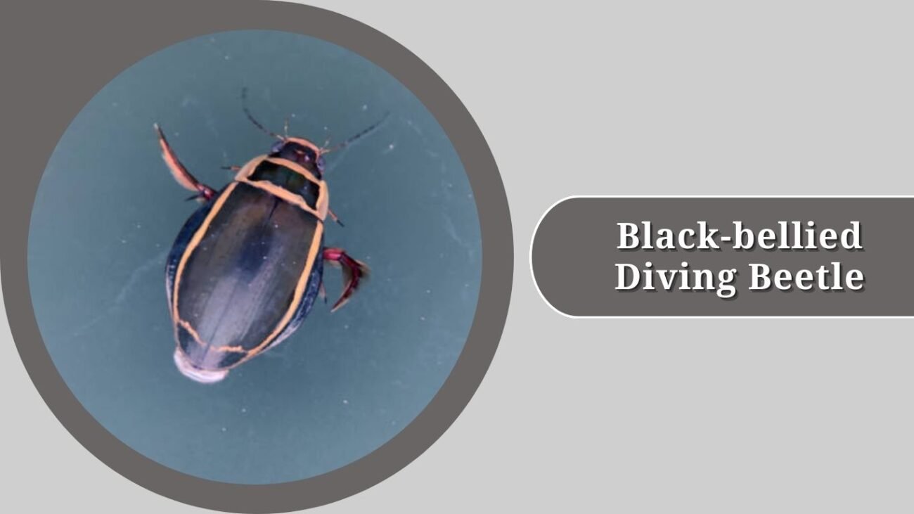 Black-bellied Diving Beetle 