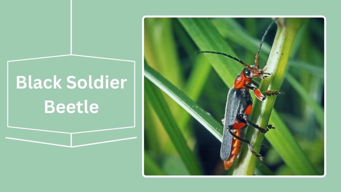 Black Soldier Beetle (Cantharis rustica)