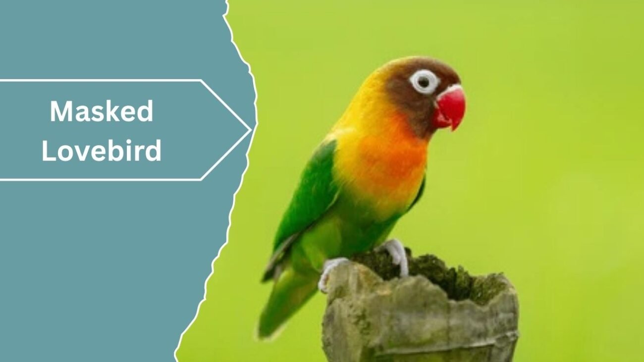 Masked Lovebird