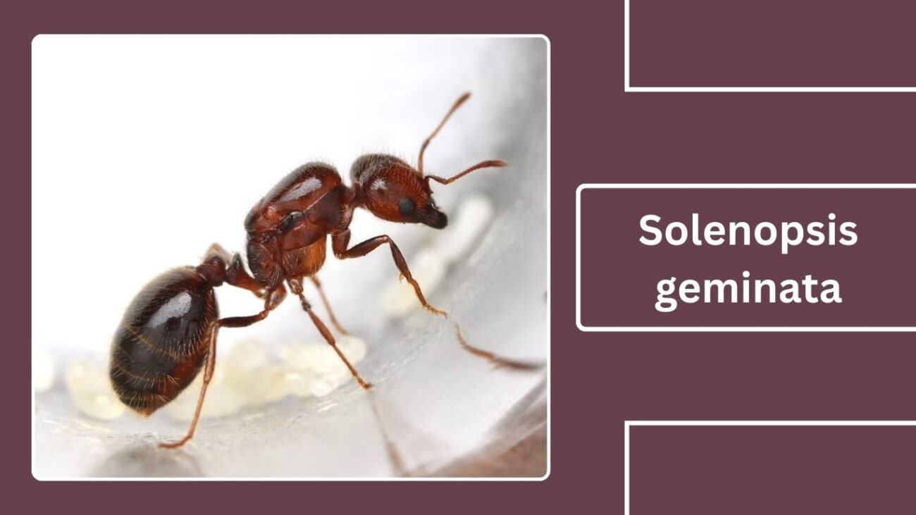 Solenopsis geminata