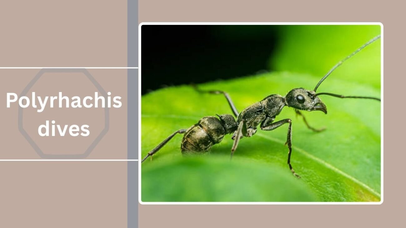 Polyrhachis dives