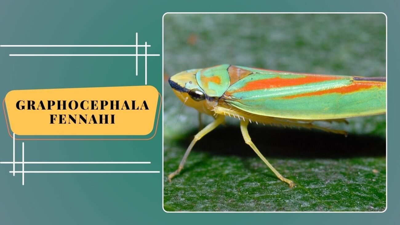 Graphocephala fennahi (Rhododendron Leafhopper)
