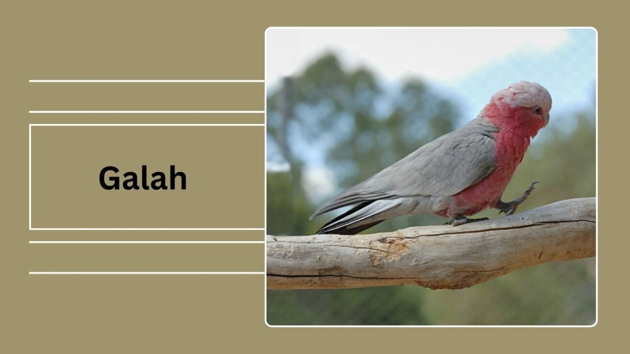 Galah (Rose-Breasted Cockatoo)